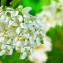 گل اقاقیای سیاه در عطر